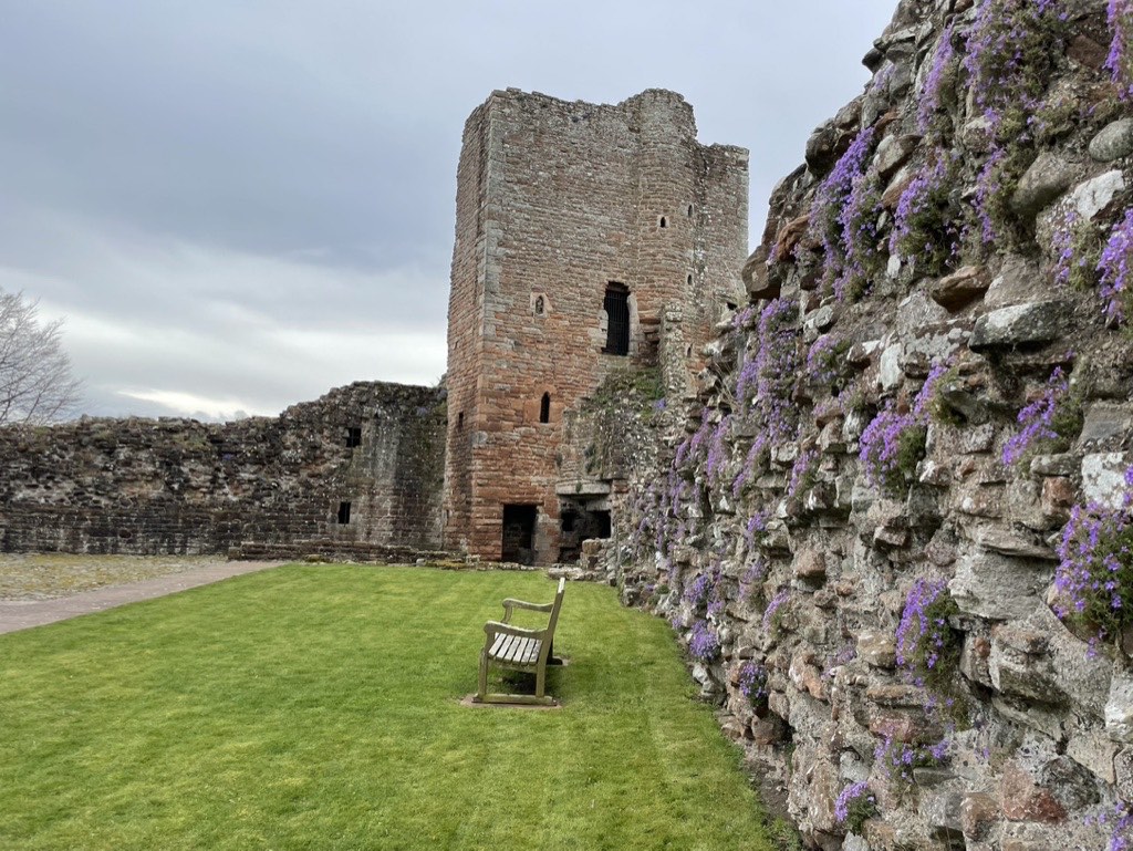Aubretia growing on the walls of Brougham Castle 