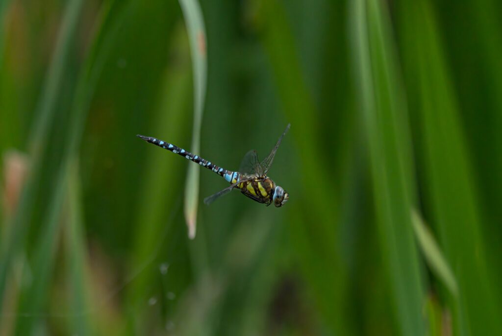 Dragon Fly Arnside and Silverdale