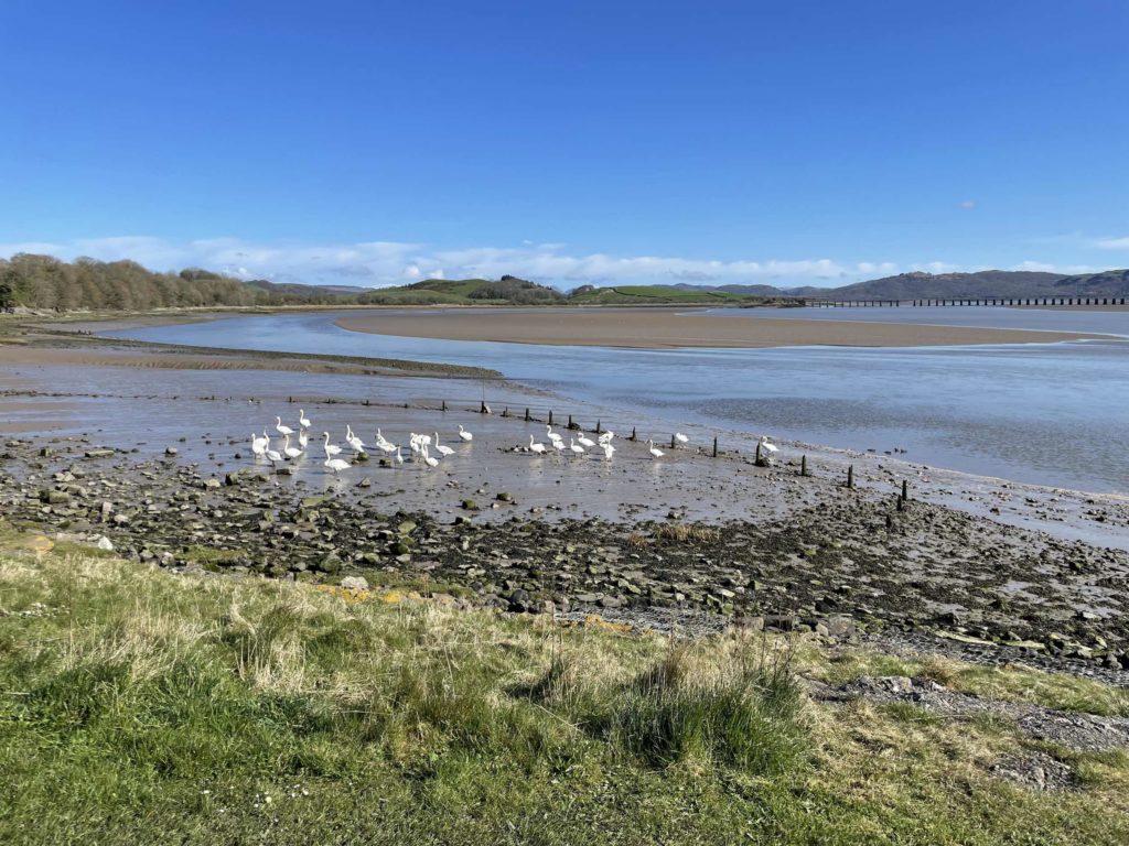 Levens Estuary with Levens Viaduct