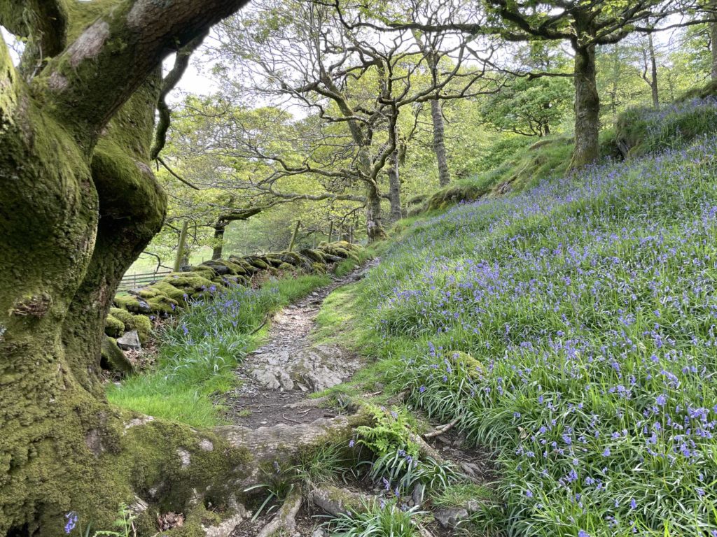 Bluebells of Long How, Buttermere