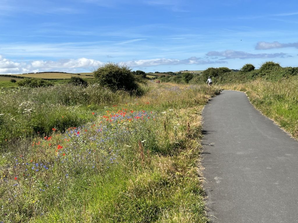 Wildflowers of Solway Coast Cumbria 