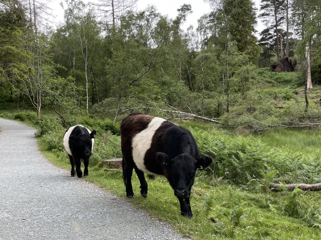 Belted Galloways at Tarn Hows 