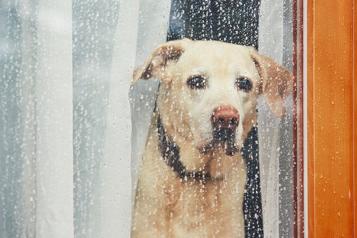 Sad dog looking out of the window looking for things to do in the Lake District when it rains with dogs