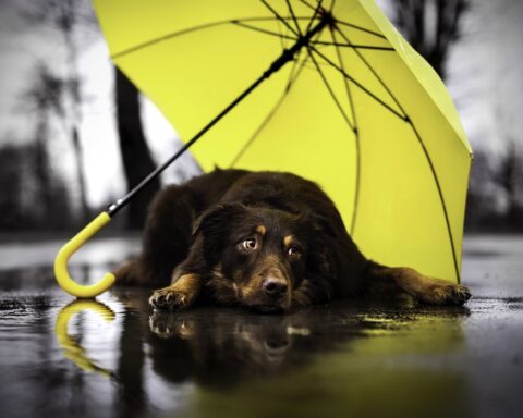 Things to do in the Lake District when it rains with dogs - dog with an umbrella