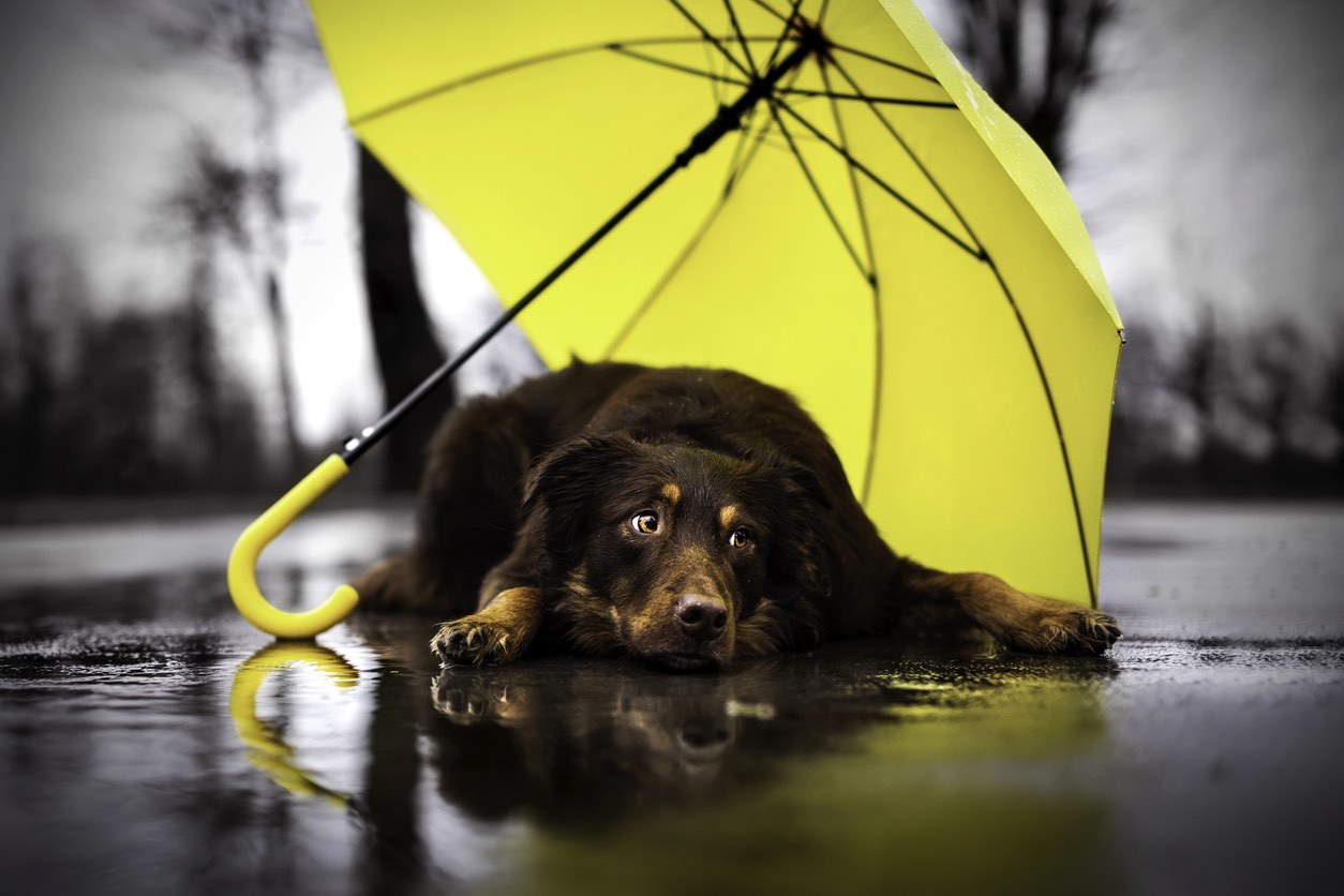 Things to do in the Lake District when it rains with dogs - dog with an umbrella