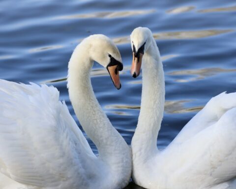 Couple of swans - Things to do in the Lake District for couples