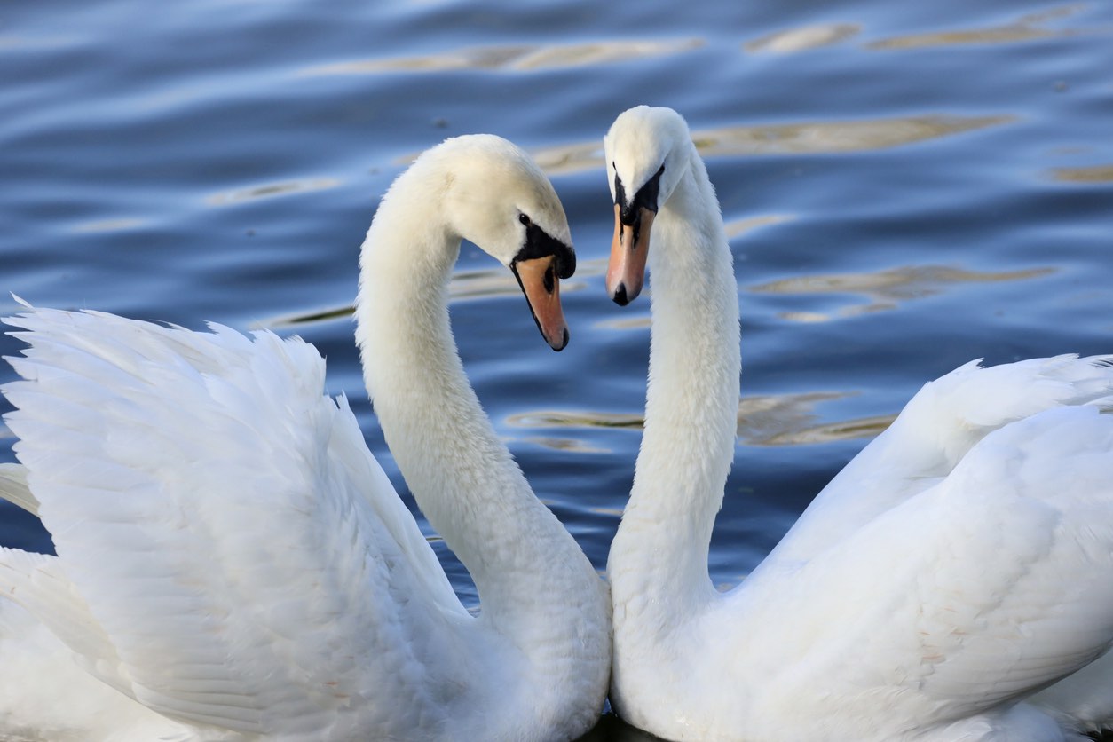 Couple of swans - Things to do in the Lake District for couples