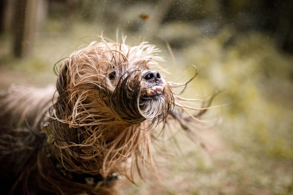 Dog shaking his Wet fur - Things to do in the Lake District when it rains with dogs