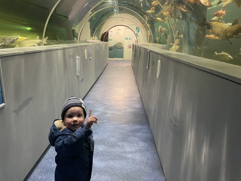 Little boy looking at the fish in Lakeside Aquarium,