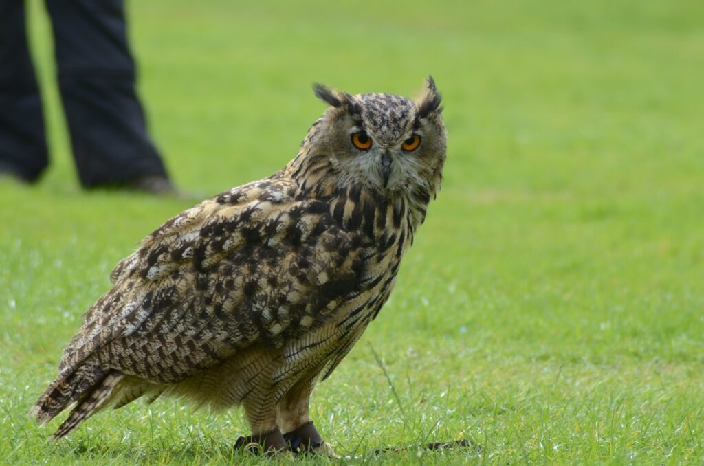 Owl at Muncaster Castle