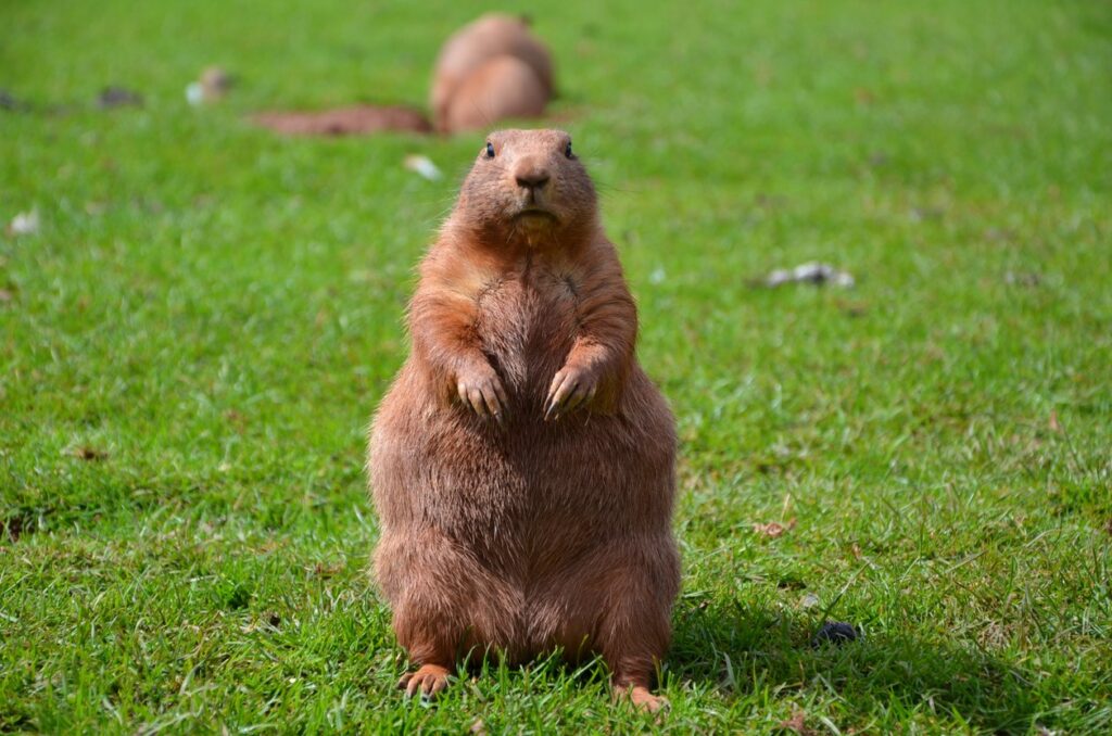 Prairie dog at Wildlife Oasis 