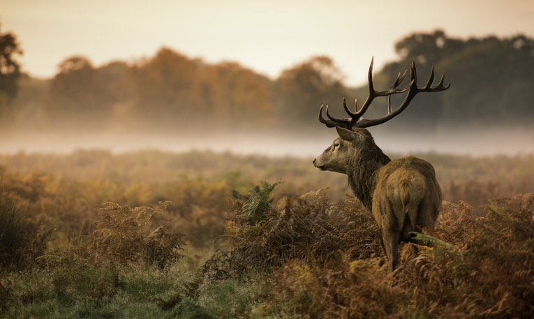 Red Deer Stag, Martindale 