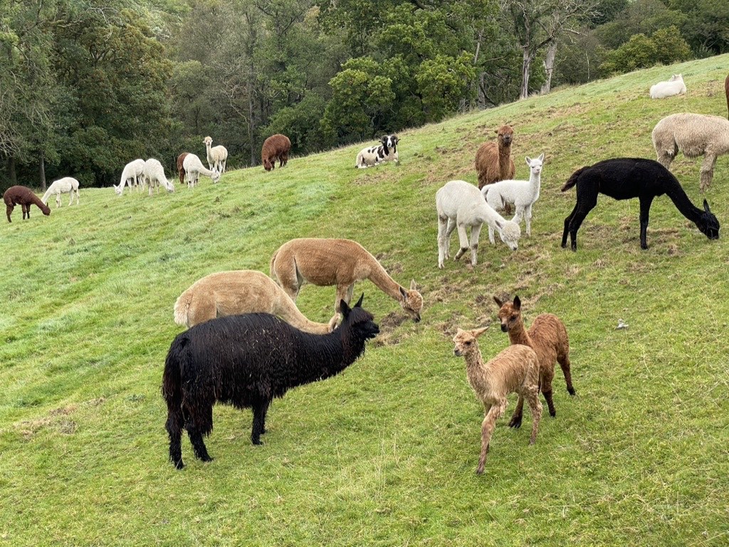 Alpacas