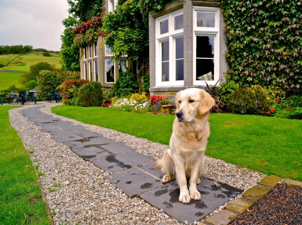 Golden Retriever at Holbeck Ghyll