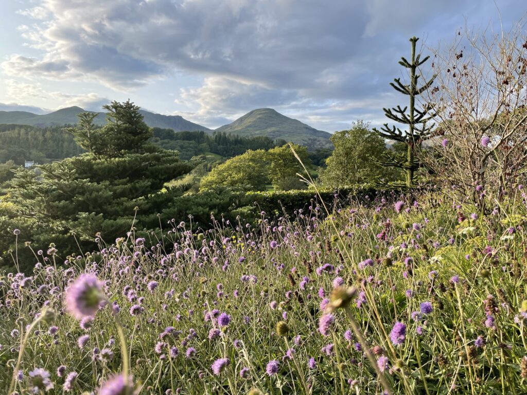 Wild flower garden in Hollace