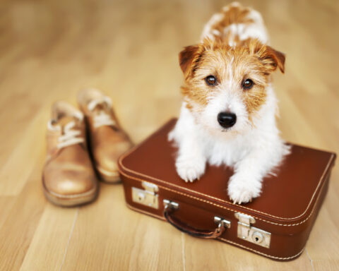 Dog ready to go on holiday with his suitcase Best Dog-Friendly Hotels Lake District