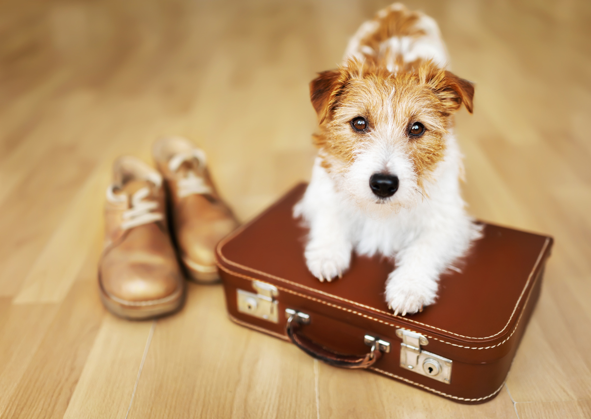 Dog ready to go on holiday with his suitcase Best Dog-Friendly Hotels Lake District