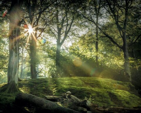 Lakeland wellbeing forest bathing