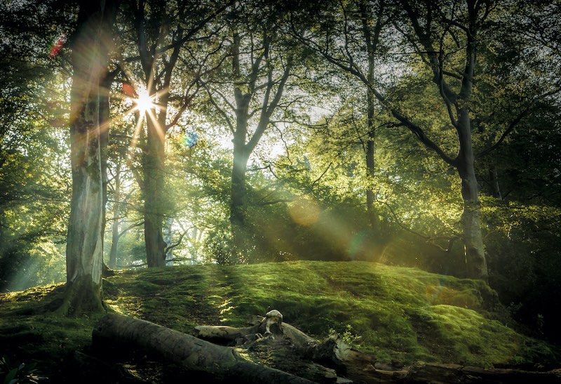 Lakeland wellbeing forest bathing