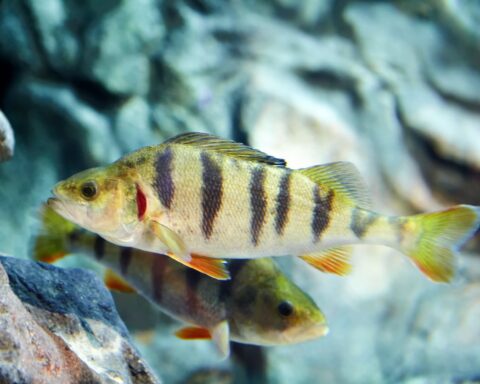 Lake District Aquarium