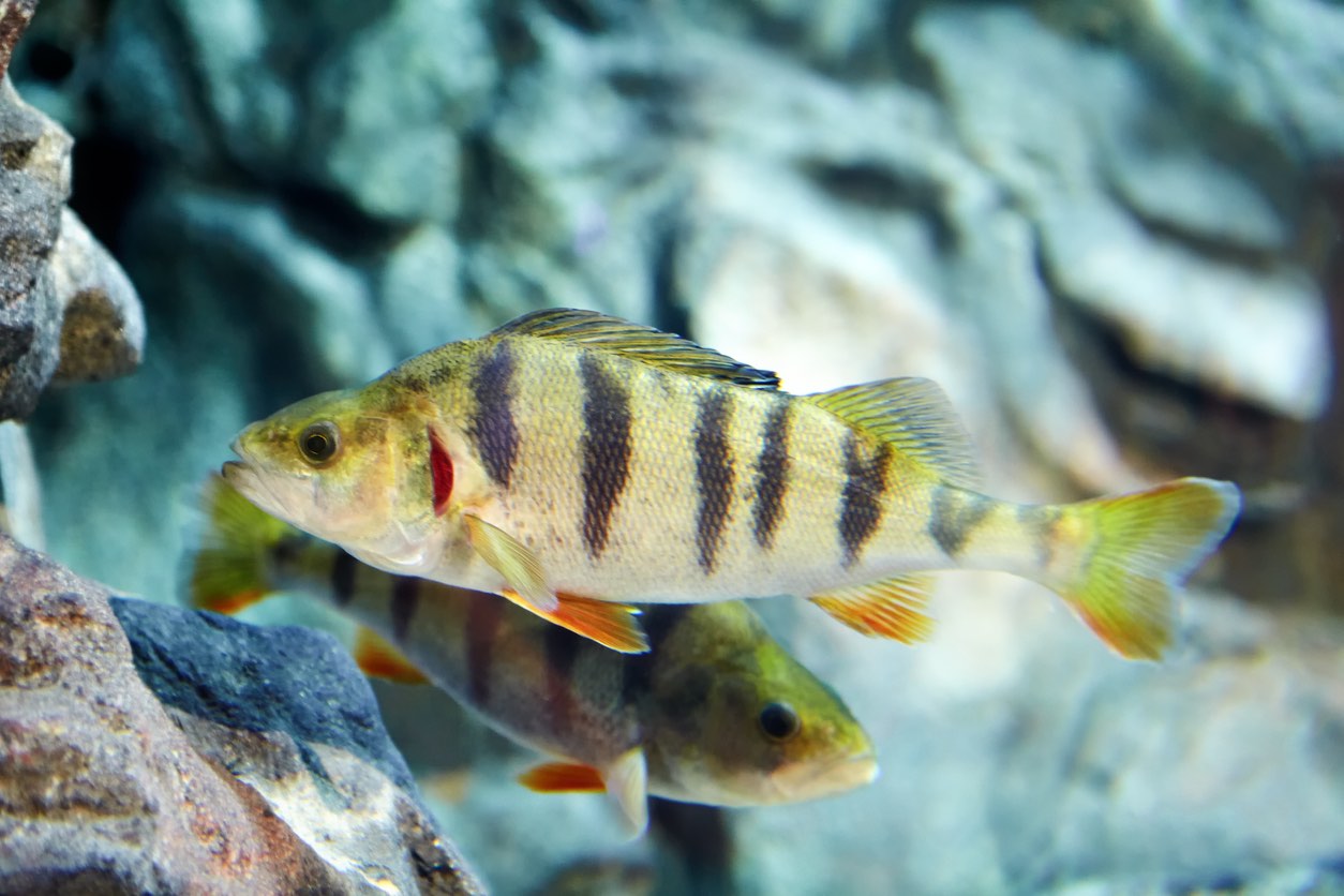 Lake District Aquarium