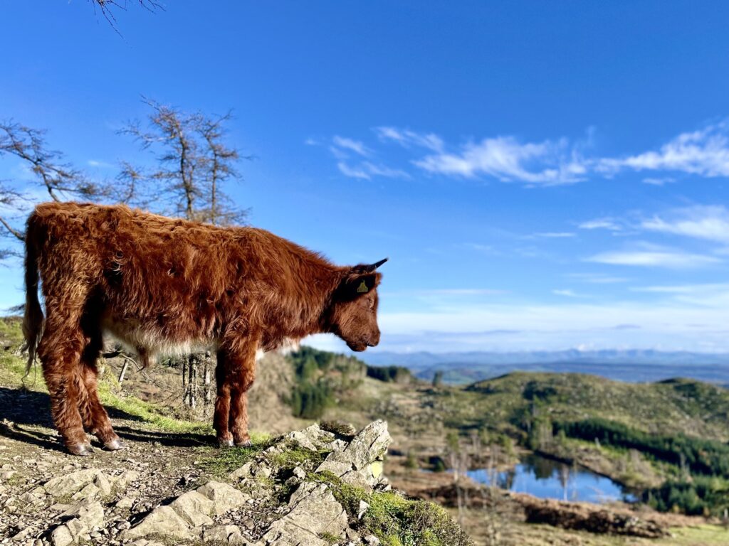 Hardy Luing cattle