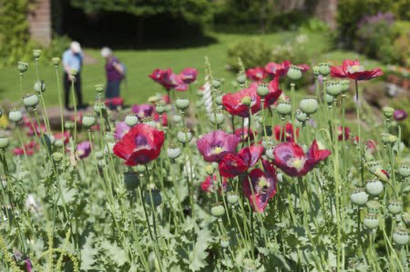 Visitors looking into the pond at Acorn Bank Garden, Cumbria, in August.