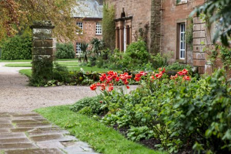 Tulips (Tulipa) in full bloom at Acorn Bank, Cumbria