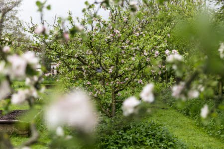 Apple (Malus domestica) blossom in the orchard at Acorn Bank, Cumbria