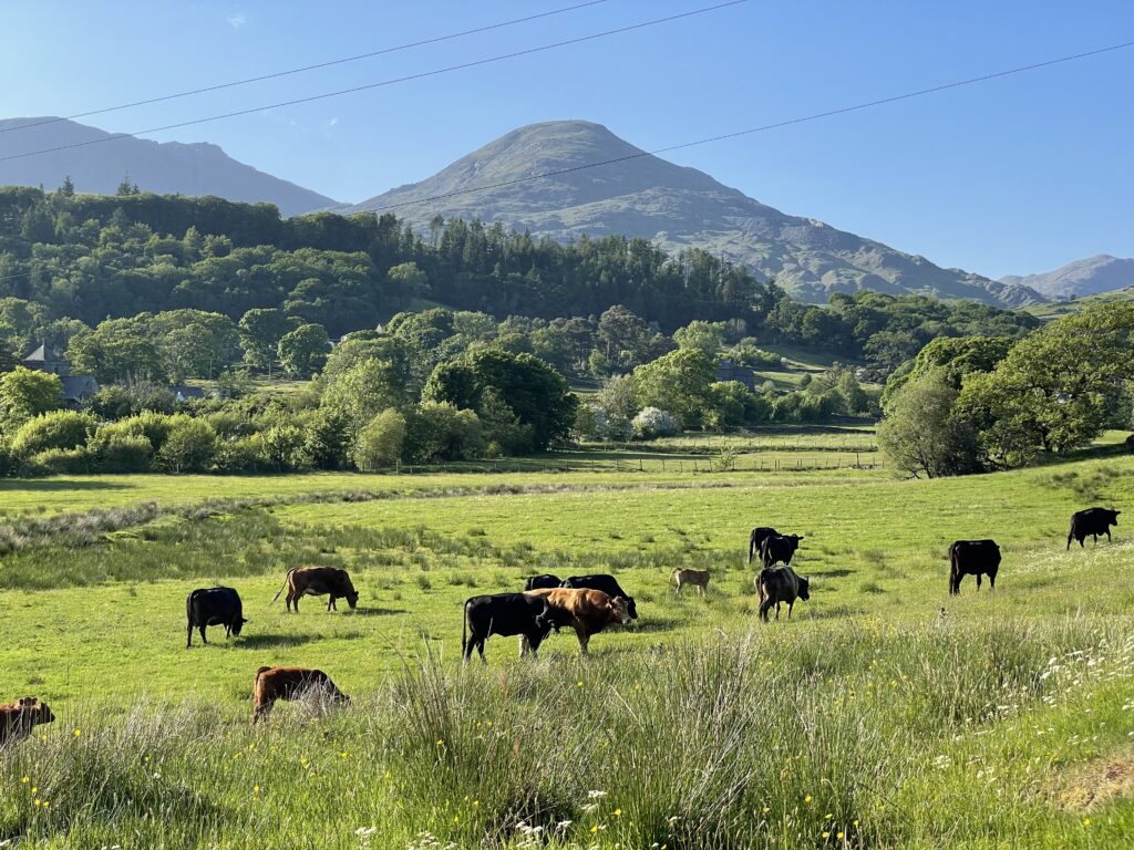 The view from Hollace in Torver - cottages with amazing views uk